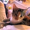 Thumbnail photo of Firestone #2