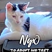 Thumbnail photo of Nyx #1