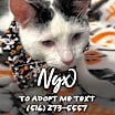 Thumbnail photo of Nyx #4