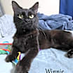 Thumbnail photo of Winnie #1