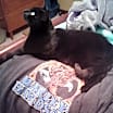 Thumbnail photo of Everett #1