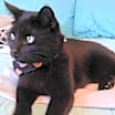 Thumbnail photo of Everett #3