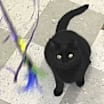 Thumbnail photo of Calypso #2