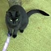 Thumbnail photo of Calypso #3