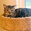 Thumbnail photo of Stitch #1