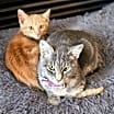 Thumbnail photo of Maci and Alejandro #1