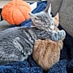 Thumbnail photo of Maci and Alejandro #2