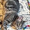 Thumbnail photo of Maci and Alejandro #4