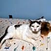 Thumbnail photo of Bernard #2