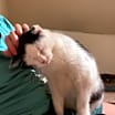 Thumbnail photo of Bernard #3