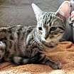 Thumbnail photo of Scarlet #2