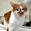 Thumbnail photo of Twinkie #1