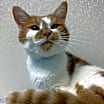 Thumbnail photo of Twinkie #2