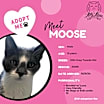 Thumbnail photo of Moose #2