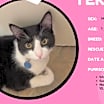 Thumbnail photo of Teko #2