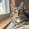 Thumbnail photo of Stella #1
