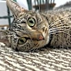 Thumbnail photo of Stella #2
