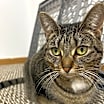 Thumbnail photo of Stella #3