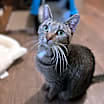 Thumbnail photo of Stella #4