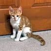 Thumbnail photo of Perry #3