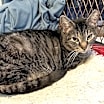 Thumbnail photo of KITTY WARDEN #1