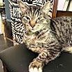 Thumbnail photo of KITTY WARDEN #2