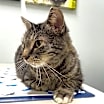 Thumbnail photo of KITTY WARDEN #4