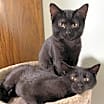 Thumbnail photo of Agatha and Rio #1