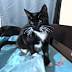 Thumbnail photo of Sadie #2
