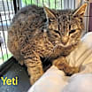 Thumbnail photo of Yeti #2