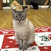 Thumbnail photo of Otis #1