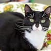 Thumbnail photo of Missy #2