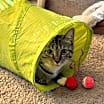 Thumbnail photo of Gracie (Mom of grey litter) #3