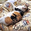 Thumbnail photo of Lyra #precious-purr-baby #1