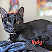 Thumbnail photo of Indy #copper-penny-eyes #2