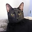 Thumbnail photo of Indy #copper-penny-eyes #3