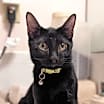 Thumbnail photo of Indy #copper-penny-eyes #4