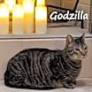 Thumbnail photo of Godzilla #monster-duo #3