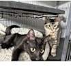 Thumbnail photo of Kiwi and Mango #2