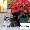 Thumbnail photo of Mothra #monster-duo #3