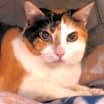 Thumbnail photo of Goldie #3