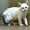 Thumbnail photo of Willow #1