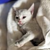 Thumbnail photo of Willow #2