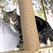 Thumbnail photo of Arlo #2