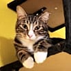 Thumbnail photo of Arlo #3
