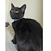 Thumbnail photo of Nova #3