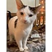 Thumbnail photo of Minette #1