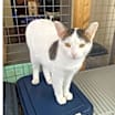 Thumbnail photo of Minette #2