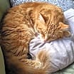 Thumbnail photo of Benji - Pending #2
