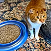 Thumbnail photo of Benji - Pending #1